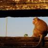 Meditazione ad Angkor