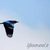 Volando sopra le rovine