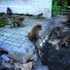 Scimmie a Lopburi