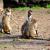 Articoli - Viaggi - Viaggi nel mondo - Sud-est asiatico 2010-11 - Ayutthaya e Lopburi