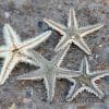 Stelle senza luce