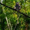 Dusky langur