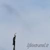 Oriental darter