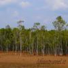 Foresta astratta