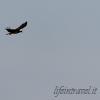 Aquila a caccia