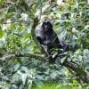 Black monkey
