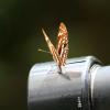 Farfalla sull'obiettivo