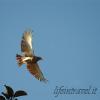 Falco al decollo