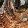 Particolare a Koh Ker