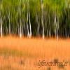 Foresta dipinta