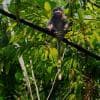 Dusky langur