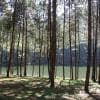 Campeggiare in pineta