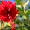 Fiore aspiratutto