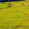 Campi di grano al sole