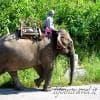 A dorso di elefante