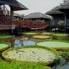 Ninfee a Kanchanaburi