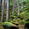 Umido sottobosco