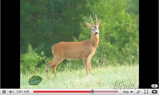 Il capriolo
