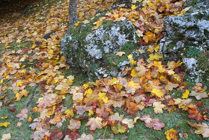 Tappeto d'autunno