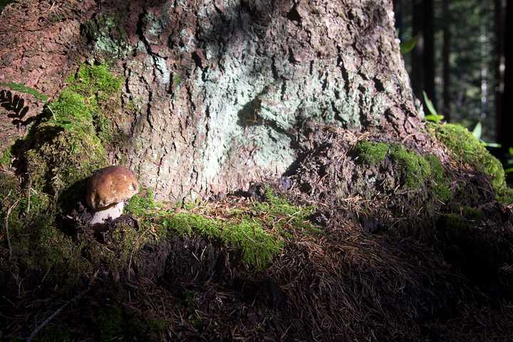 Sottobosco prelibato