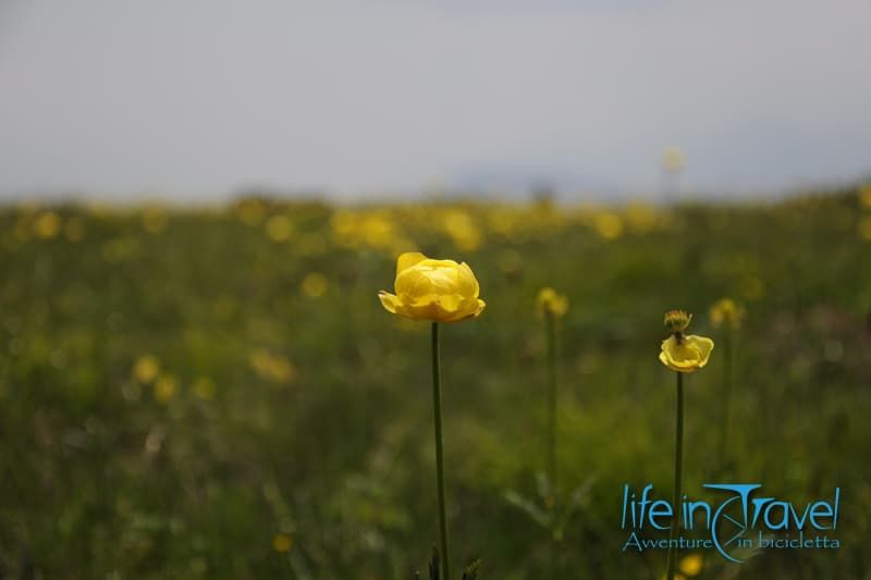 fiori gialli