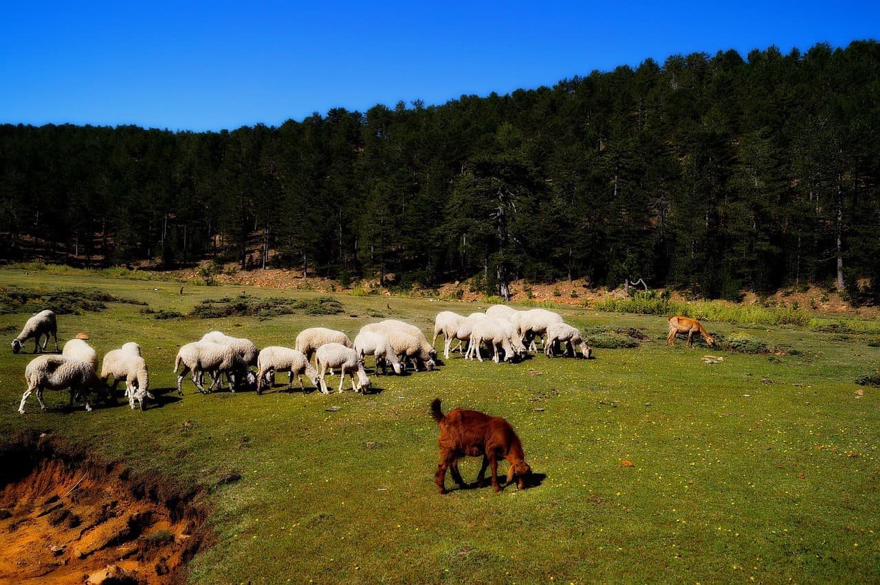 Campeggio in auto: un nuovo modo di esplorare il mondo
