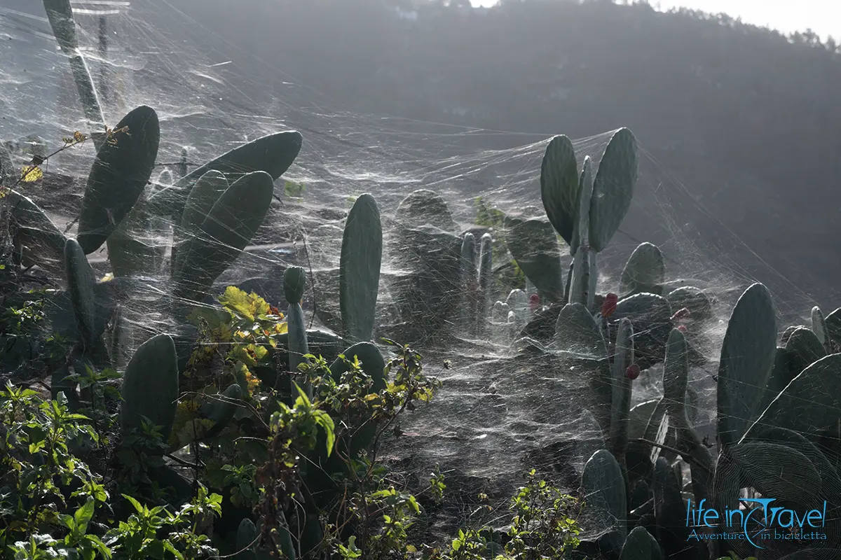 36 madeira in bici