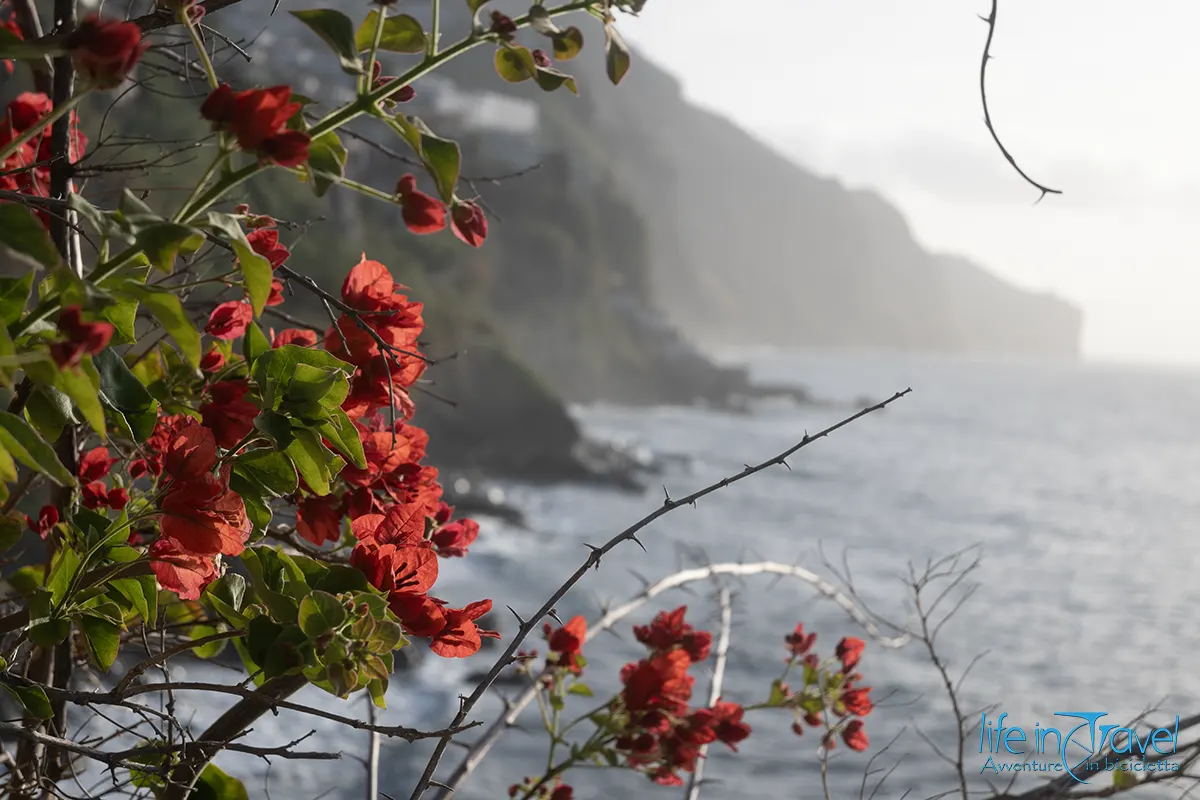 43 madeira in bici