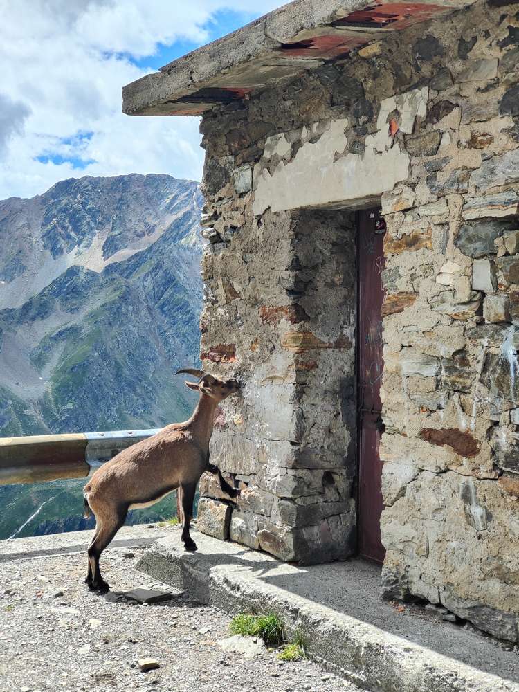 anello bici gavia mortirolo