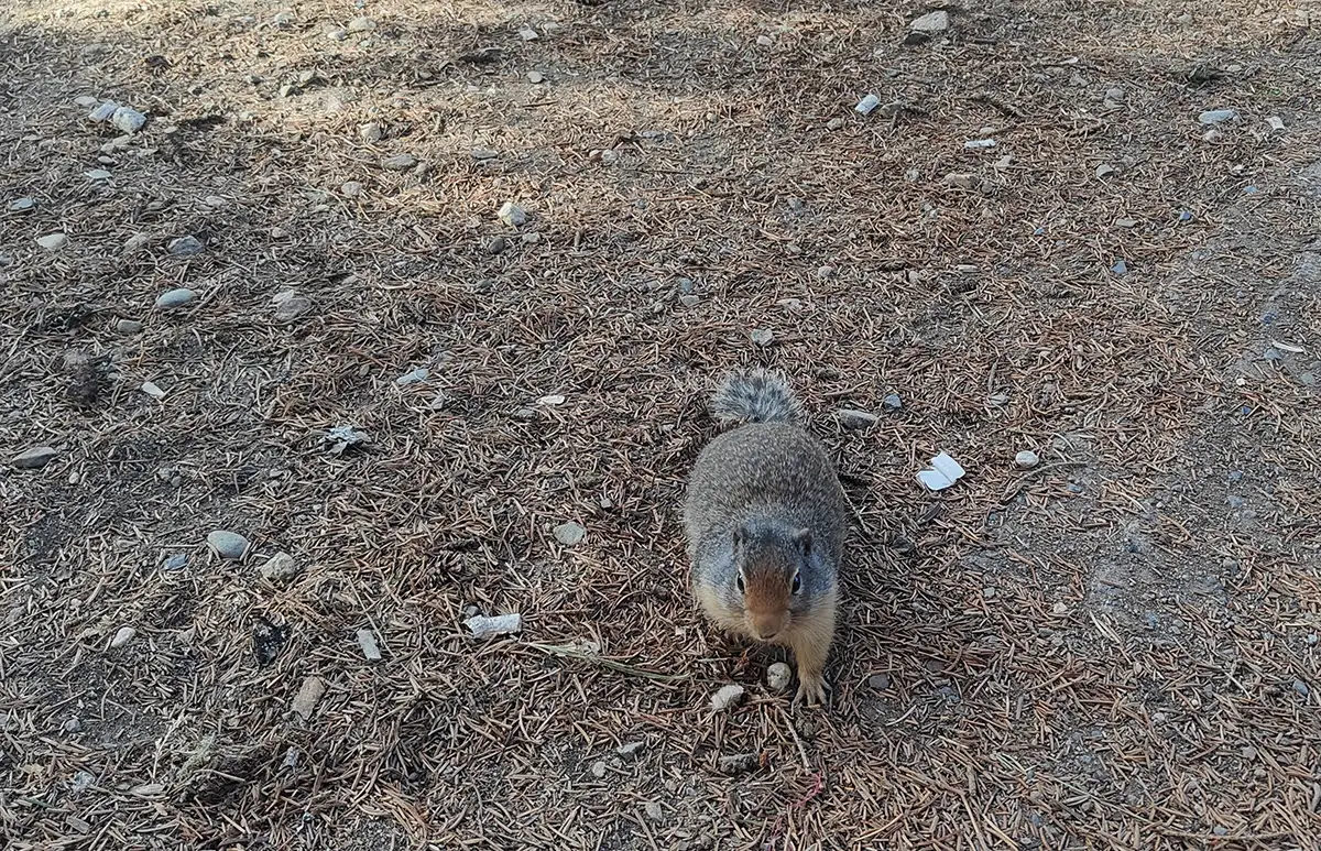 marmotta canada