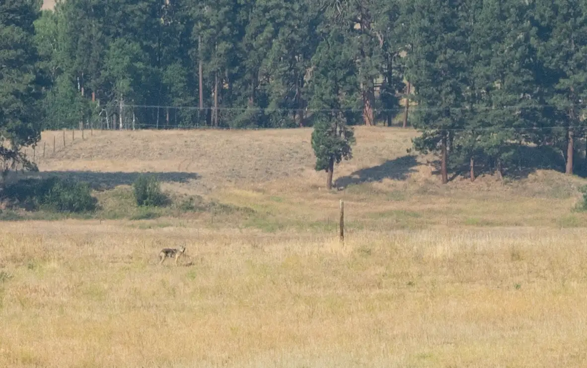 Coyote o lupo