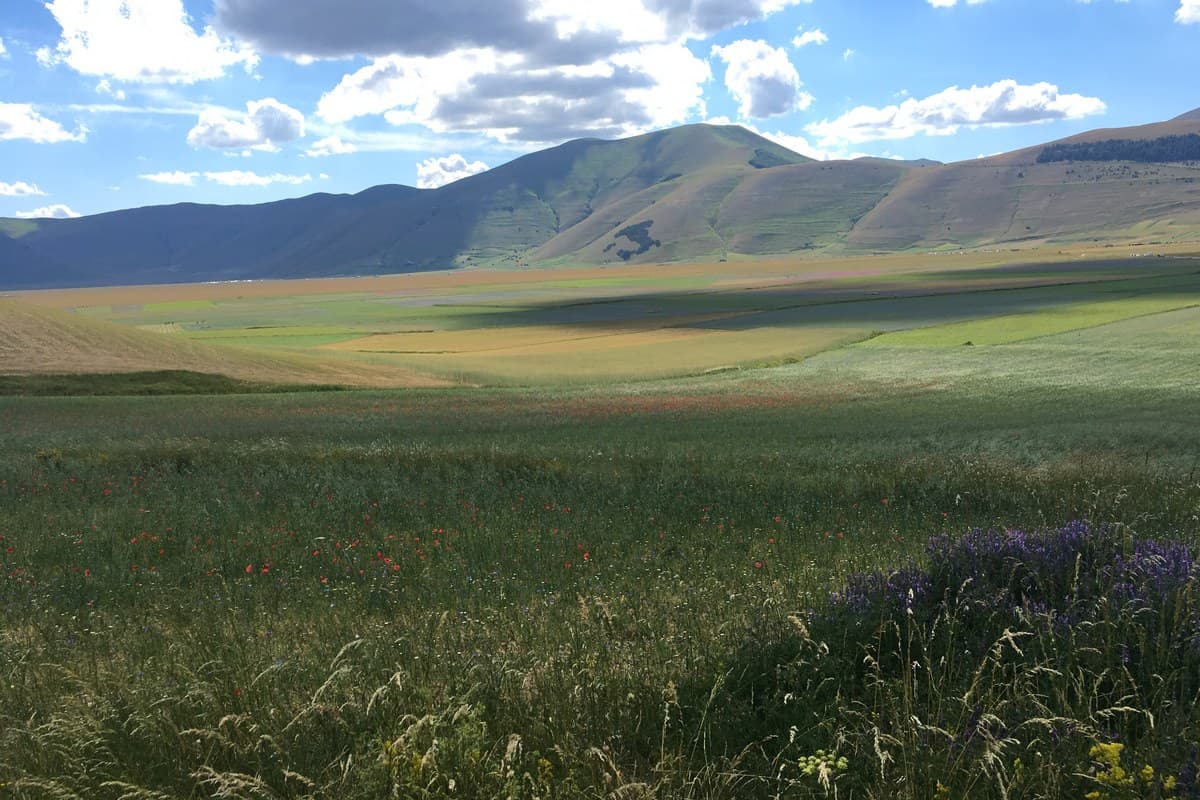 fioritura di castelluccio