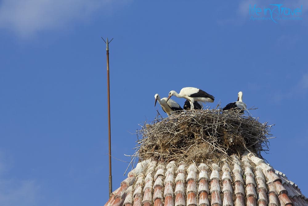 cicogna