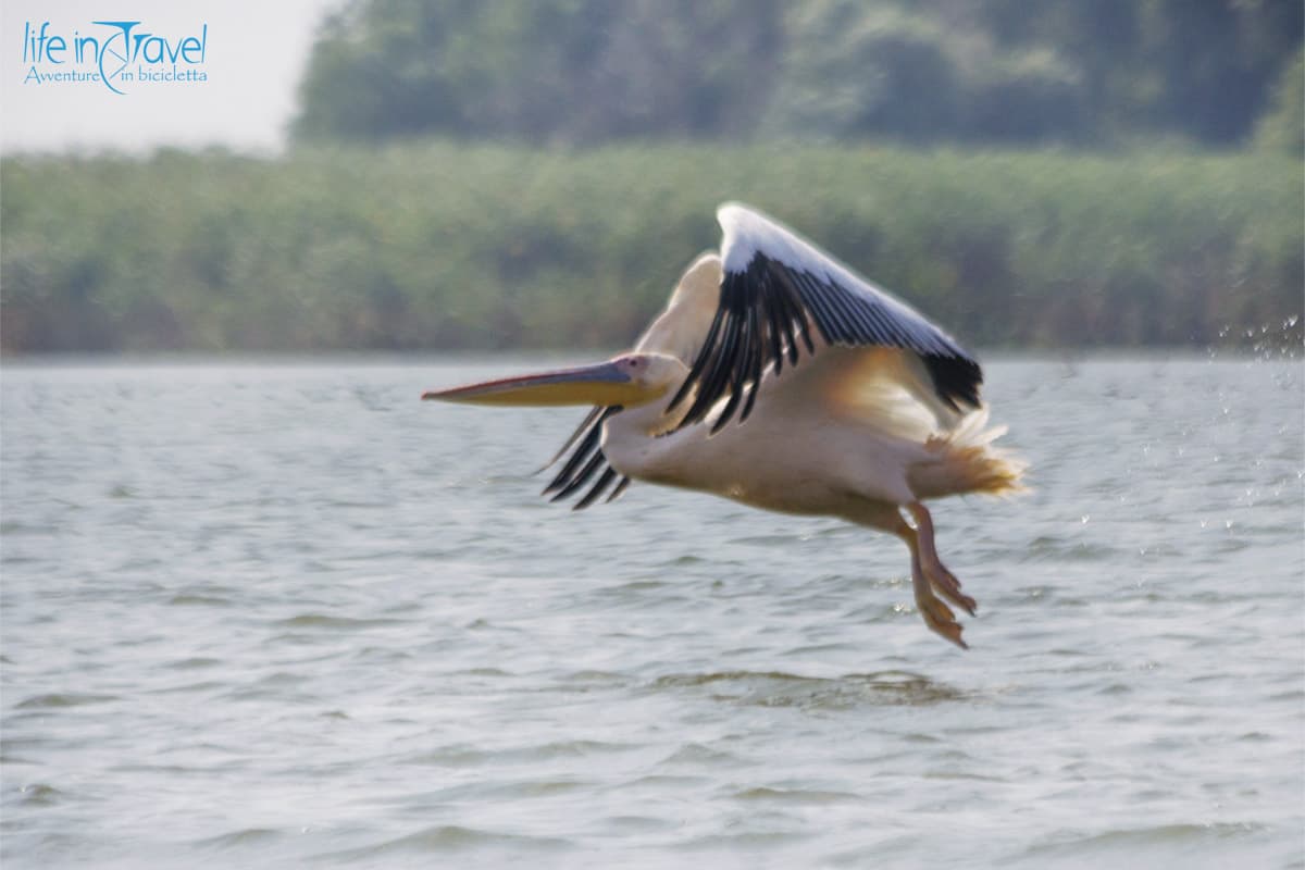 07 pellicano crespo delta del danubio