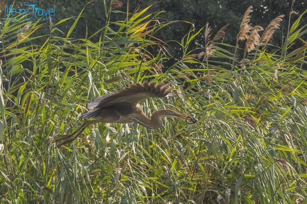 10 airone rosso con serpente in romania