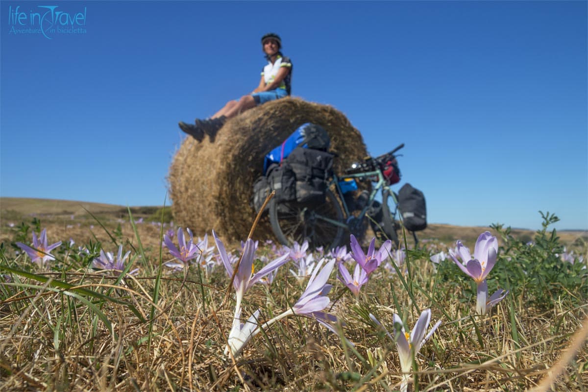 22 fioritura crochi romania in bici