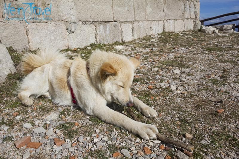 nala e il bastone
