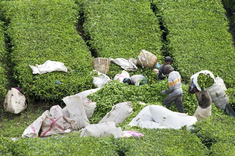 cameron highlands