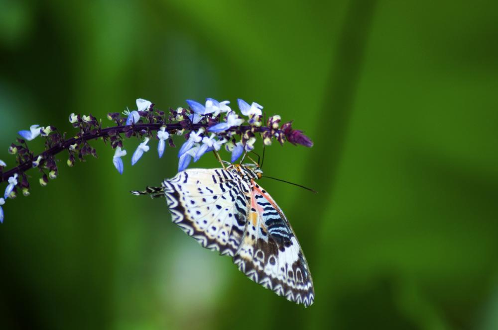 farfalla malesia