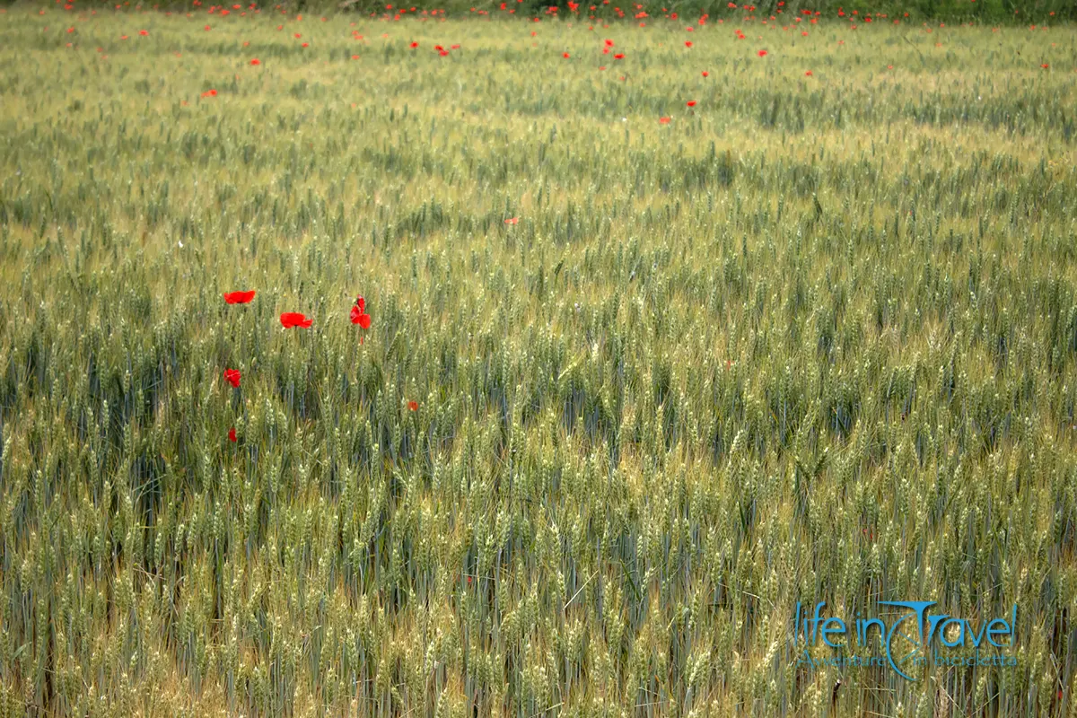 campi di grano in bici