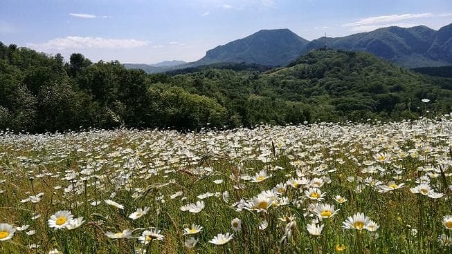 fioritura margherite