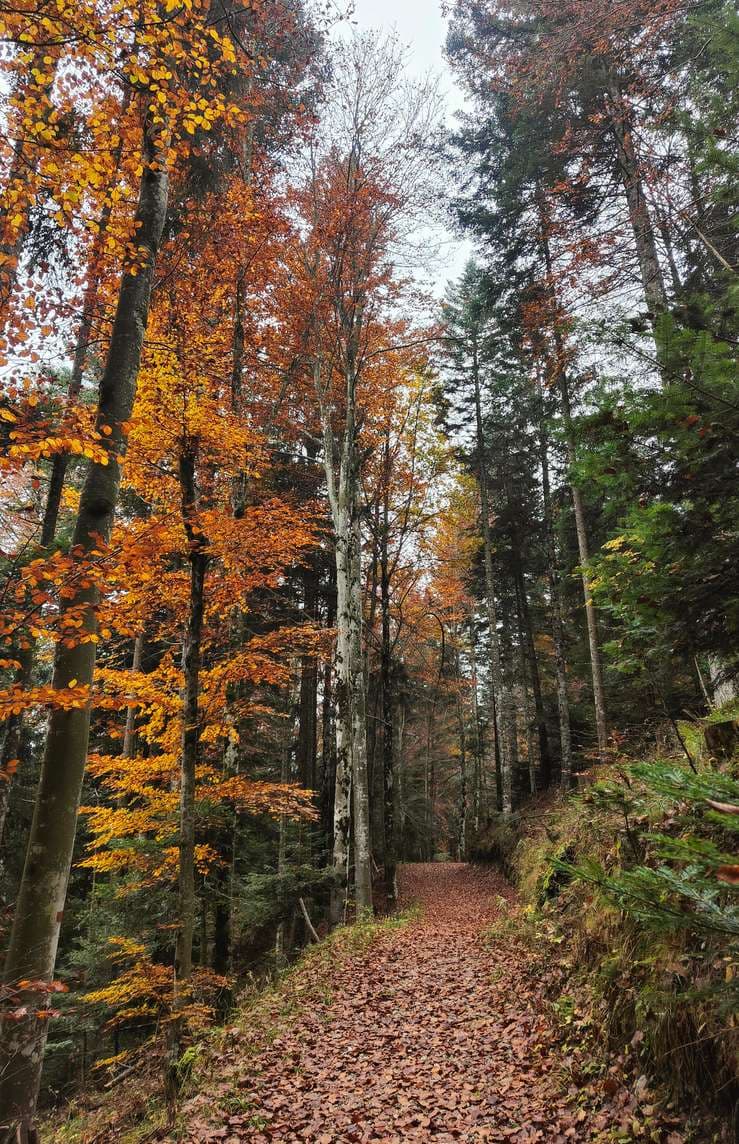 parco brenta mtb autunno