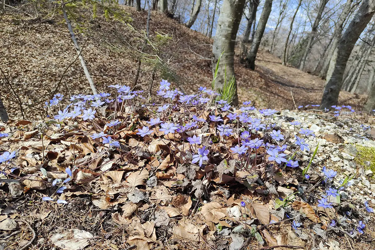 04 primavera al pramarquart