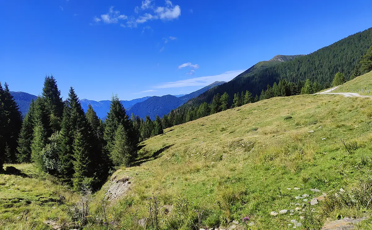 panorami musiera