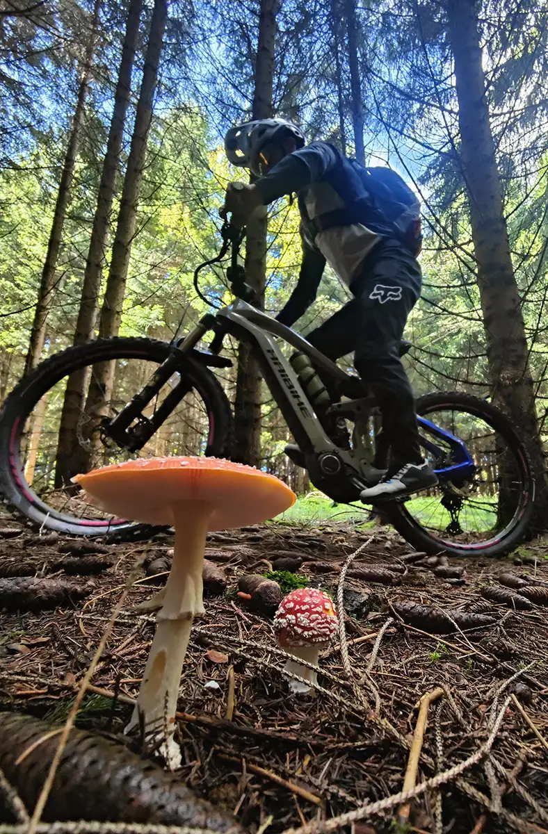 03 monte casale mushrooms
