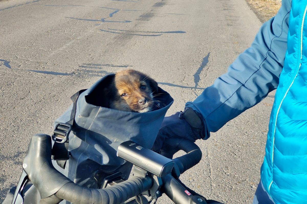 dog rescue georgia in bici