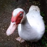 Popo Lvi