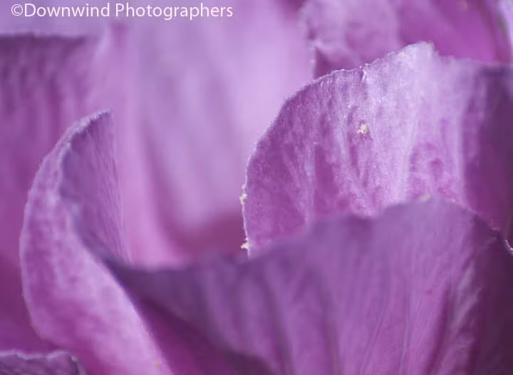 Petali