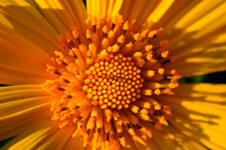 Campi di girasole messicano