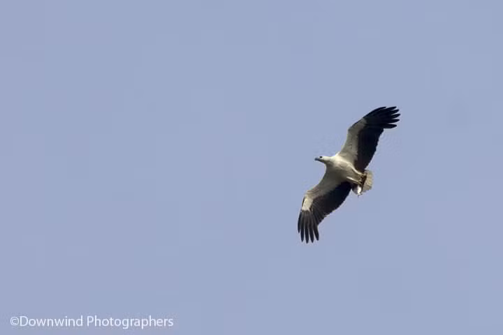 Aquila pescatrice in azione